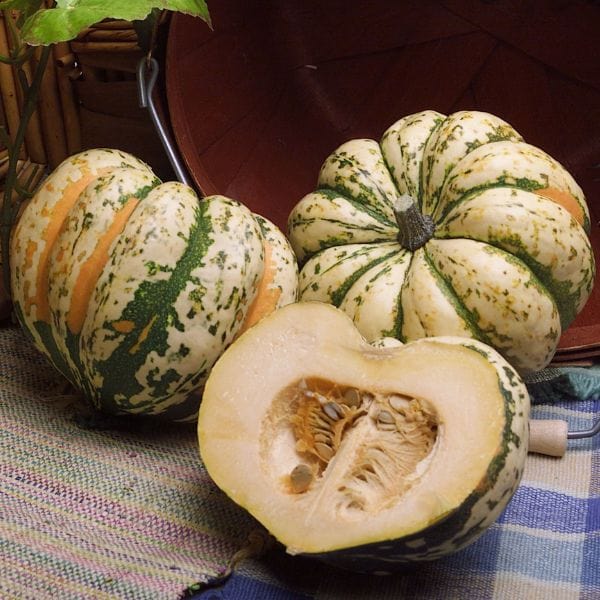 Organic Carnival Squash