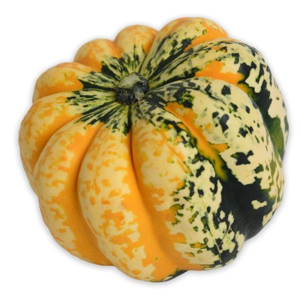 Organic Carnival Squash