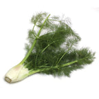 Organic Fennel