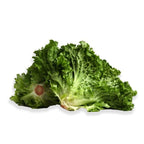 Organic Leaf Lettuce