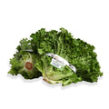 Organic Leaf Lettuce