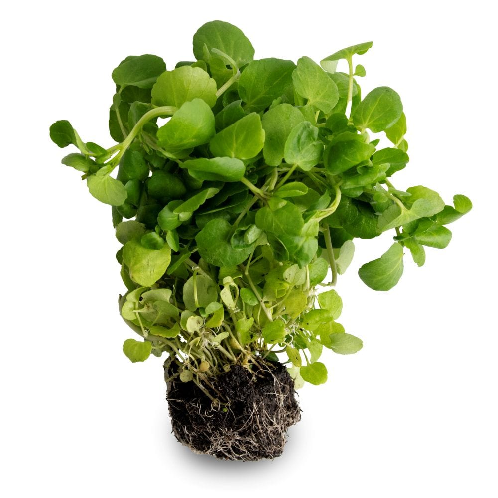 Organic Living Watercress