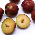 Organic Plumcot Bites